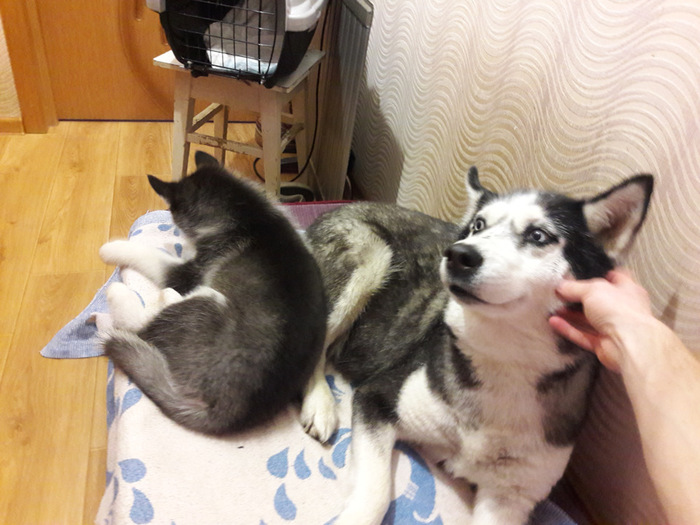 К сожалению, Боння пополнение не приняла. Не захотела с ним дружить, хотя, вниманием мы её ничуть не обделяли. Поди пойми этих баб.