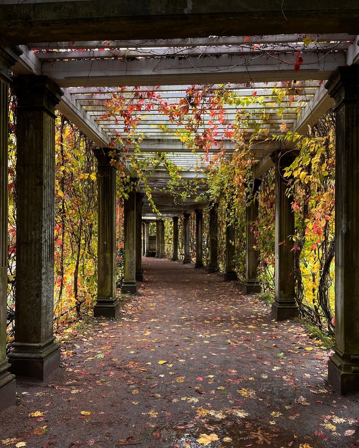 Осень в Царском селе Природа, Мобильная фотография, Екатерининский парк, Осень, Длиннопост