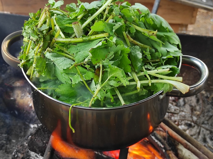 Отвариваем чистотел