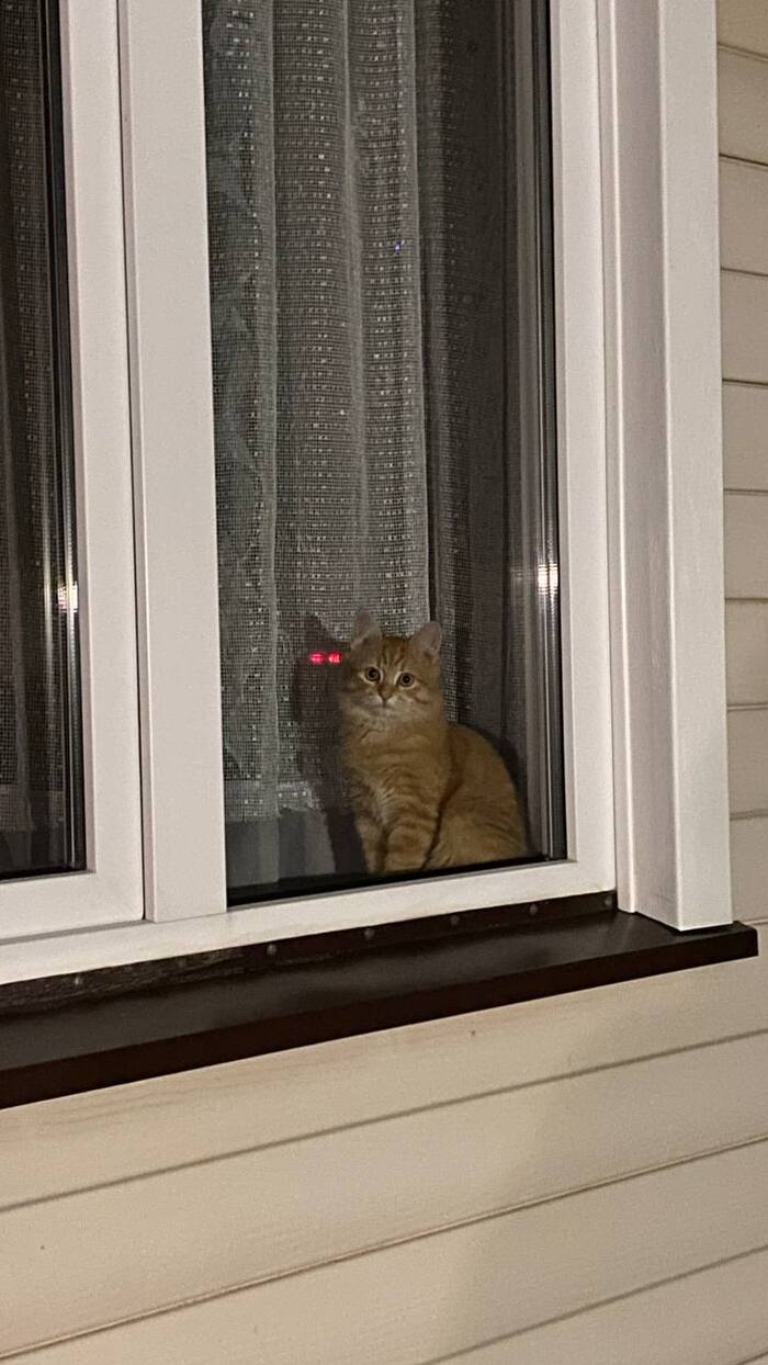 А говорят, у рыжих нет души...