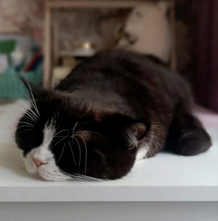 У вас кто-то по столу растекся Толстые котики, Кот, Шотландская прямоухая, Домашние животные, Фотография