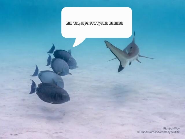 ����� �� ���� ���������� �������� �� ����� ������� ���������� ����� ������� Comedy Wildlife Photography Awards 2023�