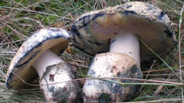 Синяк, или гиропор синеющий