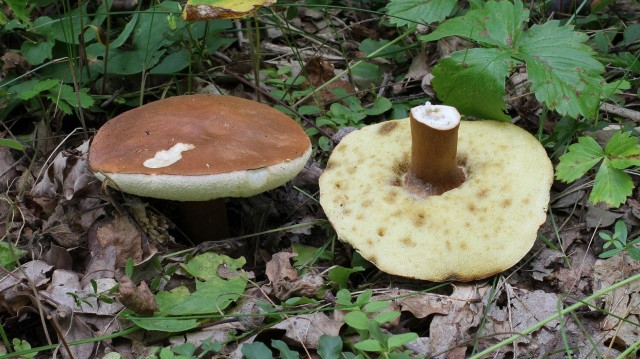 Каштановый гриб