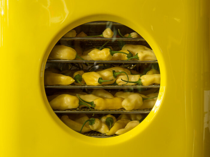 Devil's tongue white 