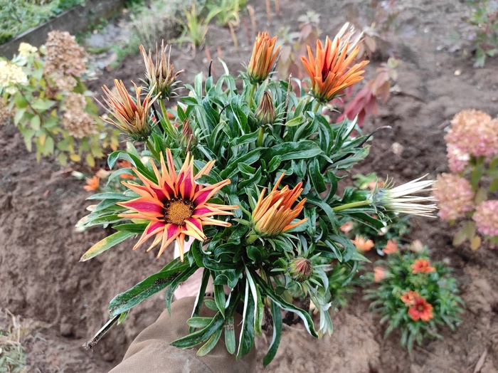 Выкопанный кустик