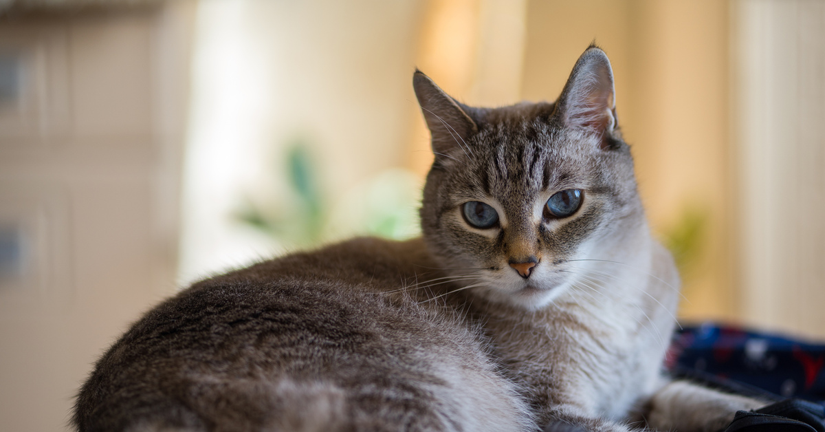 Кот Умка | Пикабу