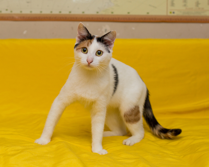 ����� �����������