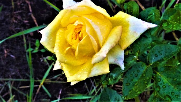 ����� �����