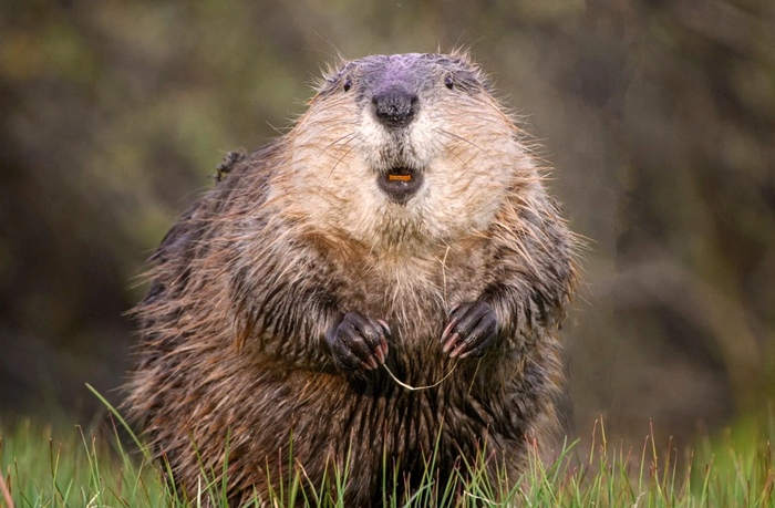 Бобр, Национальный парк Гранд-Титон, Вайоминг. Фото Иорн Вангоидценховен