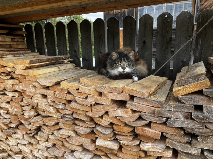 Котов на улицах больше чем в Стамбуле