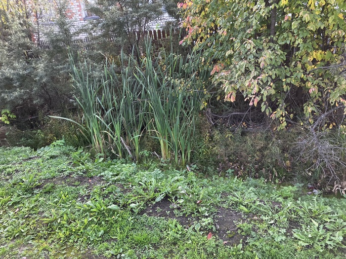 Камыши и рогоз вдоль канав