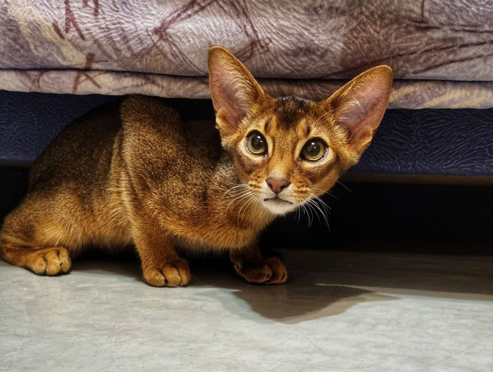 Подарок знакомится с будущими объектами для манипуляций