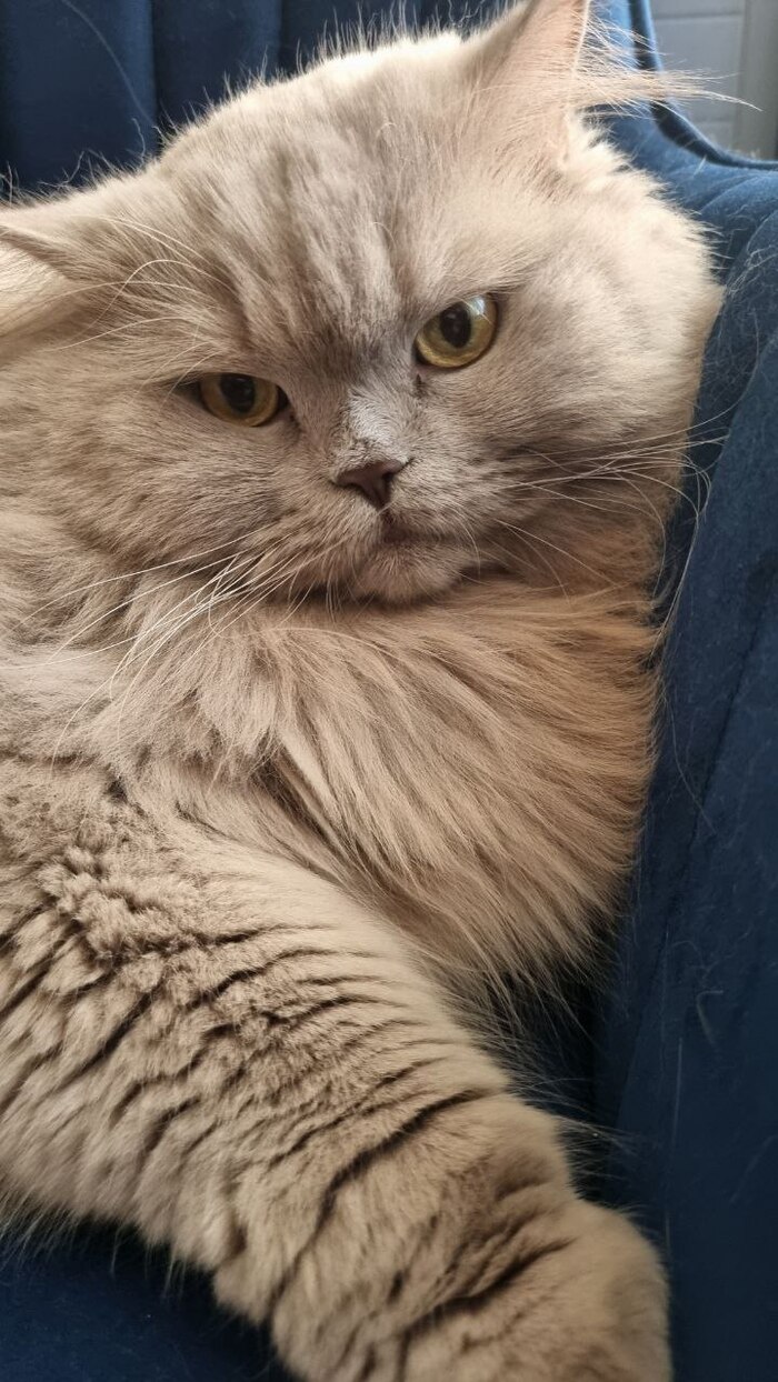 Придумали тут всяких Сальвадоров к нам домой носить!