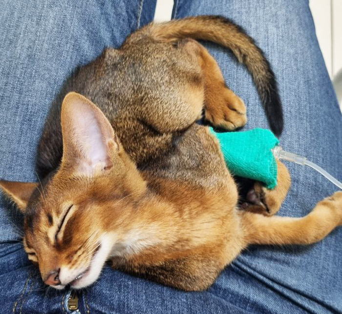 Котя под капельницей