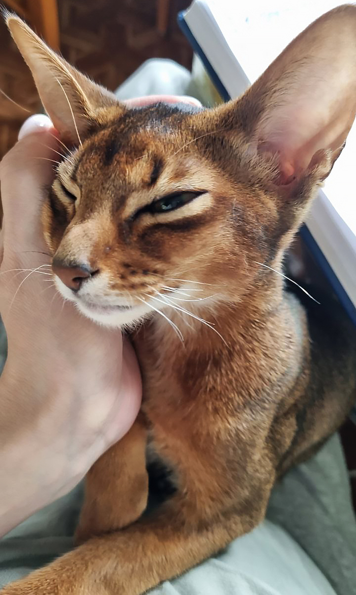 уже совсем взрослый и выздоравливающий: полгода коту