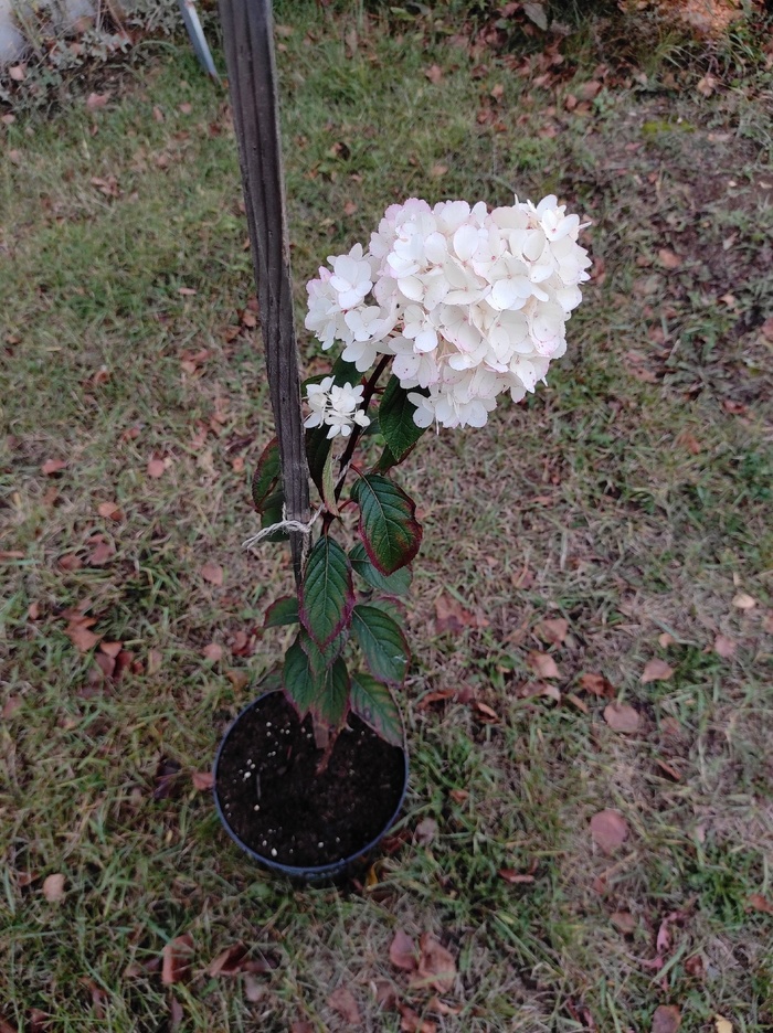 А вот так нужно формировать гортензию на штамбе