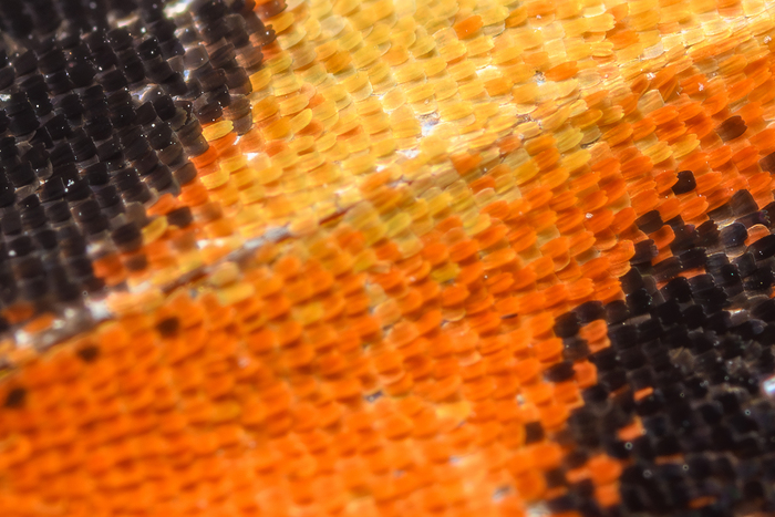 Чешуйки видно хорошо