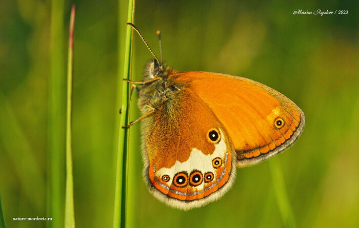  (Coenonympha arcania)