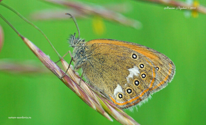   (Coenonympha glycerion)