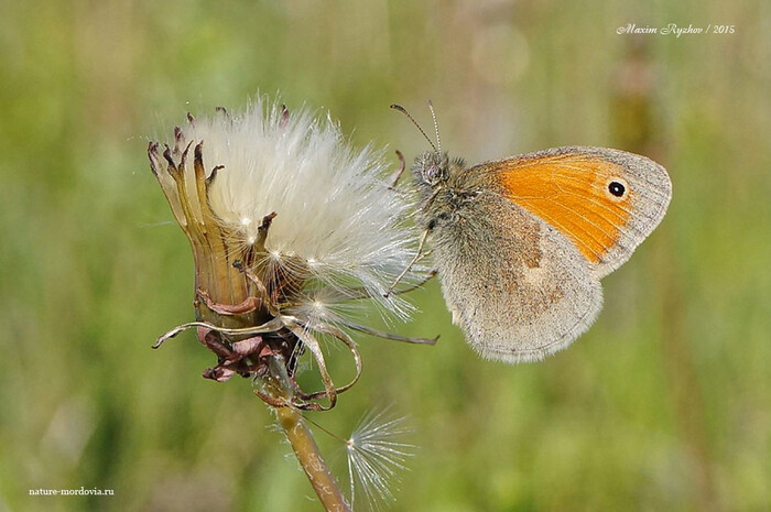  (Coenonympha pamphilus)