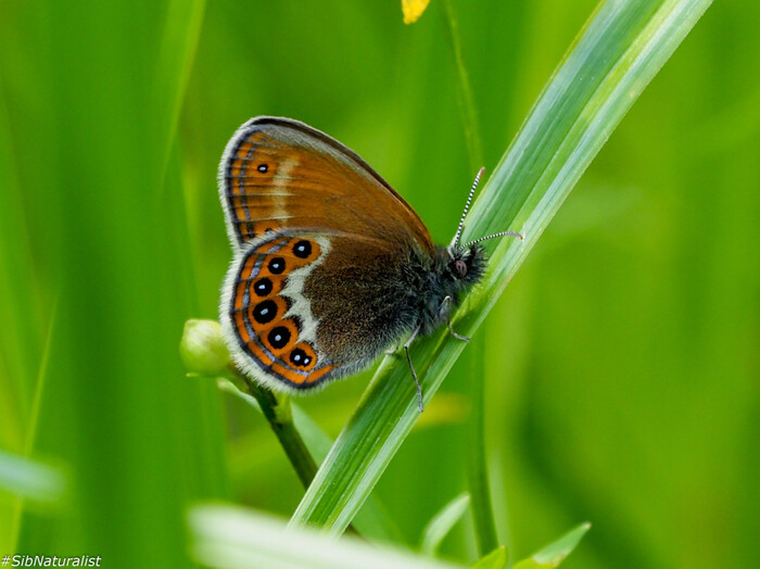 Photo by sibnaturalist @ <!--noindex--><a href="https://pikabu.ru/story/sennitsyi_coenonympha_respubliki_mordoviya_10744164?u=http%3A%2F%2Finaturalist.org&t=inaturalist.org&h=36da29dc9fa38f53878b53b1ea8a2c5941d0e9cc" title="http://inaturalist.org" target="_blank" rel="nofollow noopener">inaturalist.org</a><!--/noindex-->