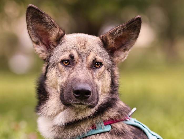 Серый, который Мудрый