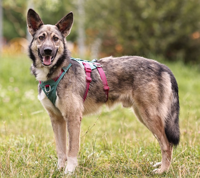 Серый, который Мудрый