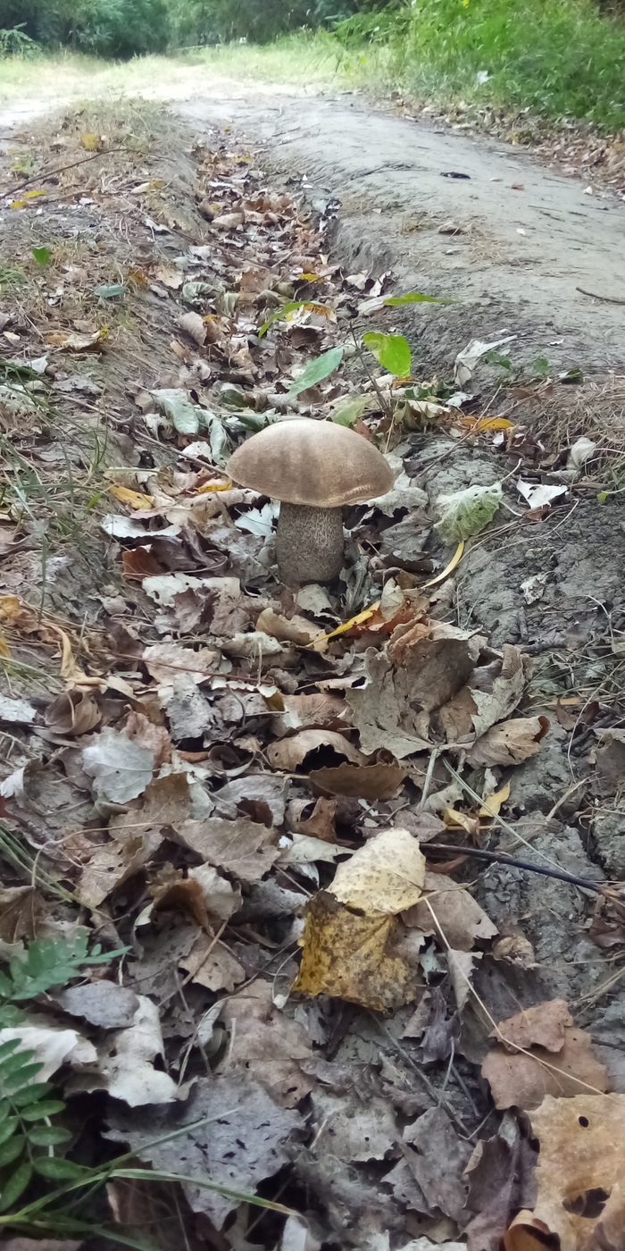 Это гигант, самый крупный из всех найденных в этом году, нашла жена, рос в колее грунтовки вдоль реки. Как его никто не нашел или переехал - загадка