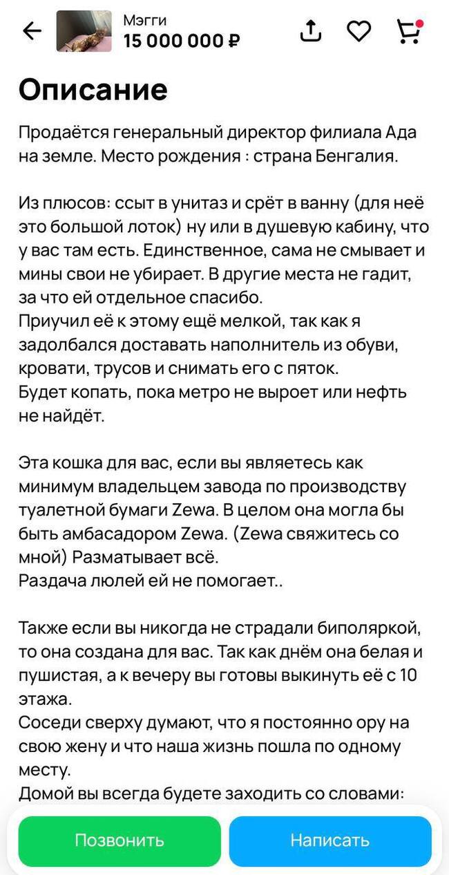 В подмосковном Одинцово продают бенгальскую кошку-террористку с именем  Мэгги за скромные 15 млн рублей | Пикабу