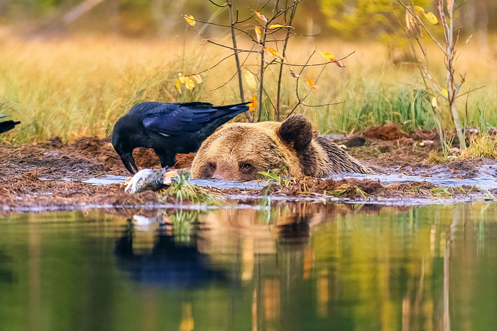 Почти прерванная трапеза ворона