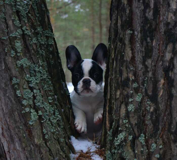 Любопытный Варвар :)