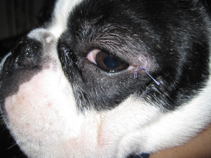 Зашили глаз после нападения расселки