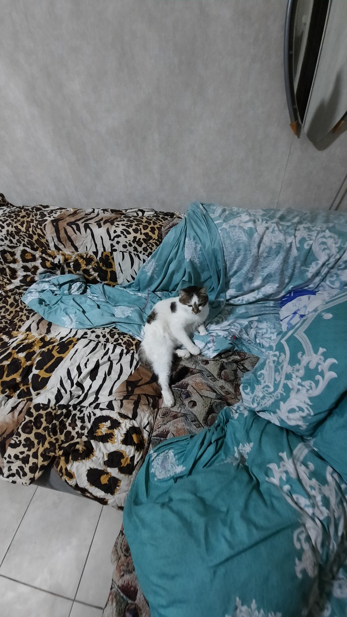 Пончик наш голубоглазый