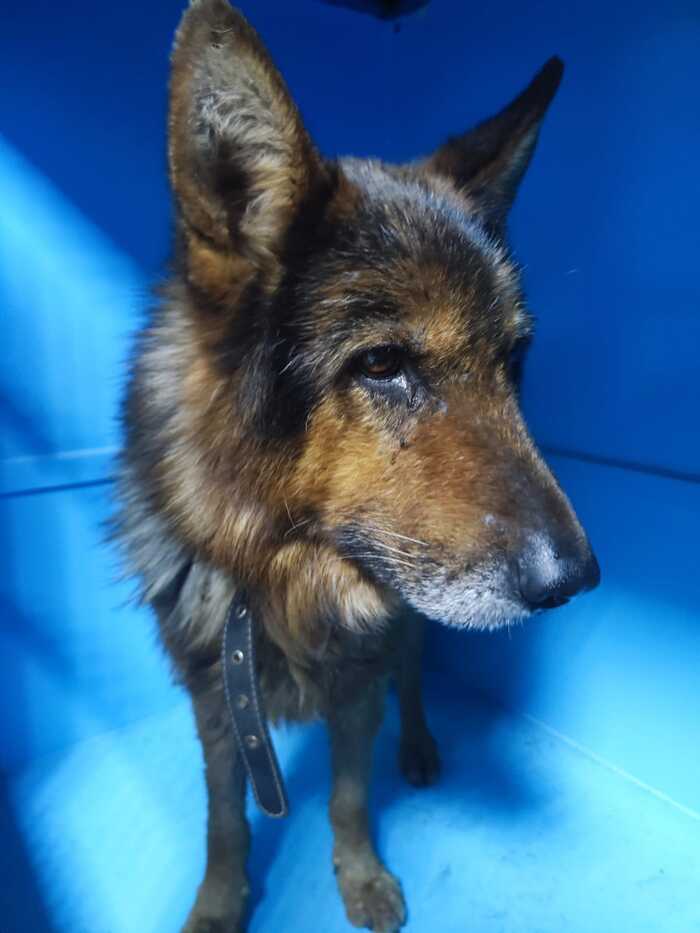 Пес, на которого, скорее всего, отклика не будет