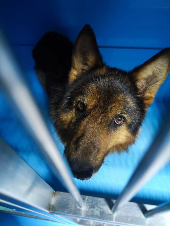 Пес, на которого, скорее всего, отклика не будет