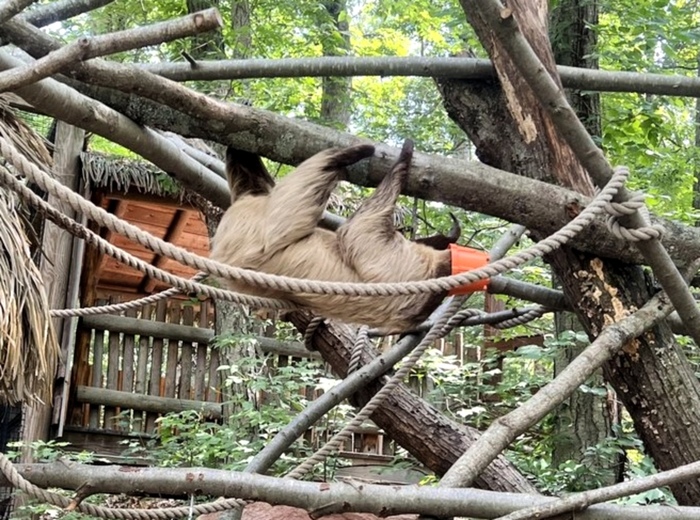 Двупалый ленивец, зоопарк Саутвика, Мичиган