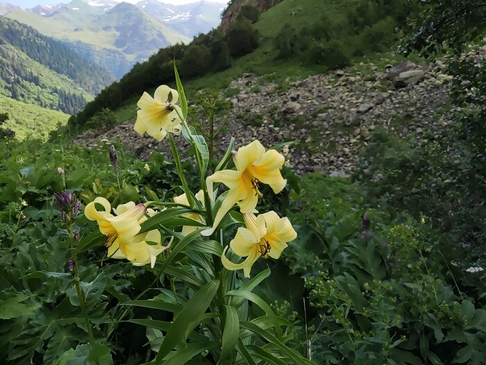 Выбрали экземпляр в полном цвету.