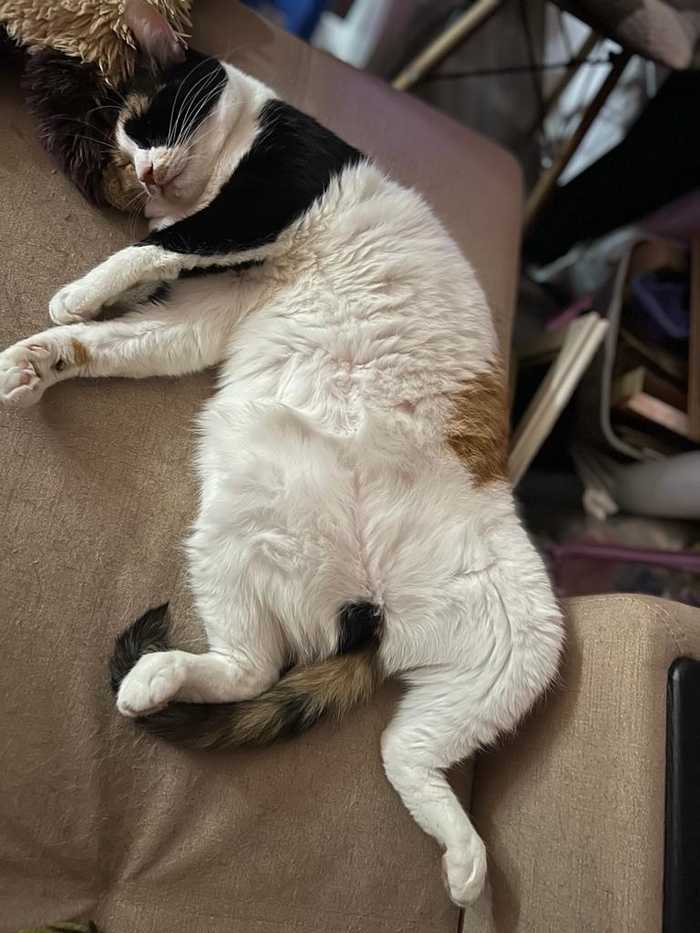 ���� �����