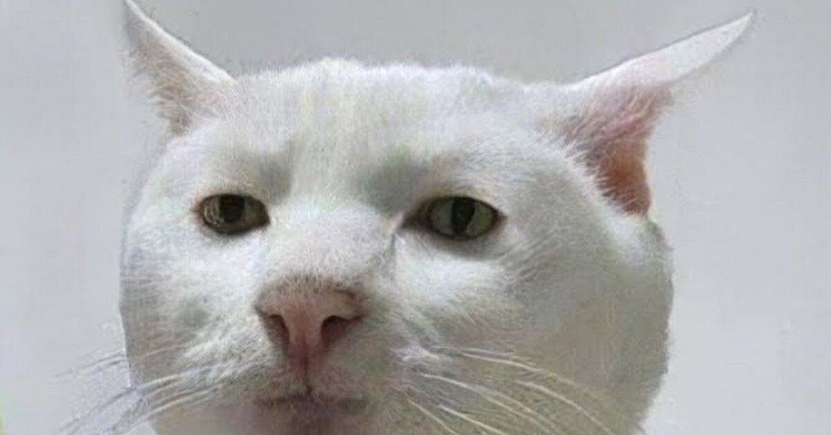 Плачущий Котик Картинки