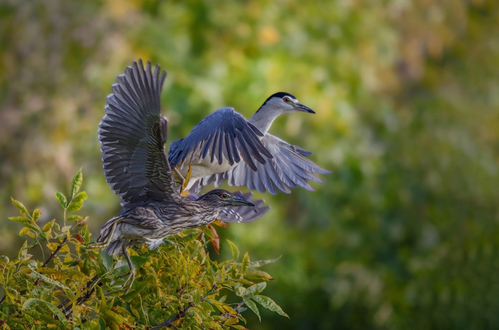 Кваквы разного возраста