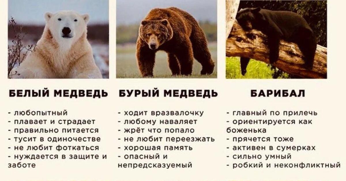 Какой медведь сильнее. Отличие Гризли от бурого медведя. Бурый и белый медведь сходства и различия. Таблица медведей. Различия белого и бурого медведя.