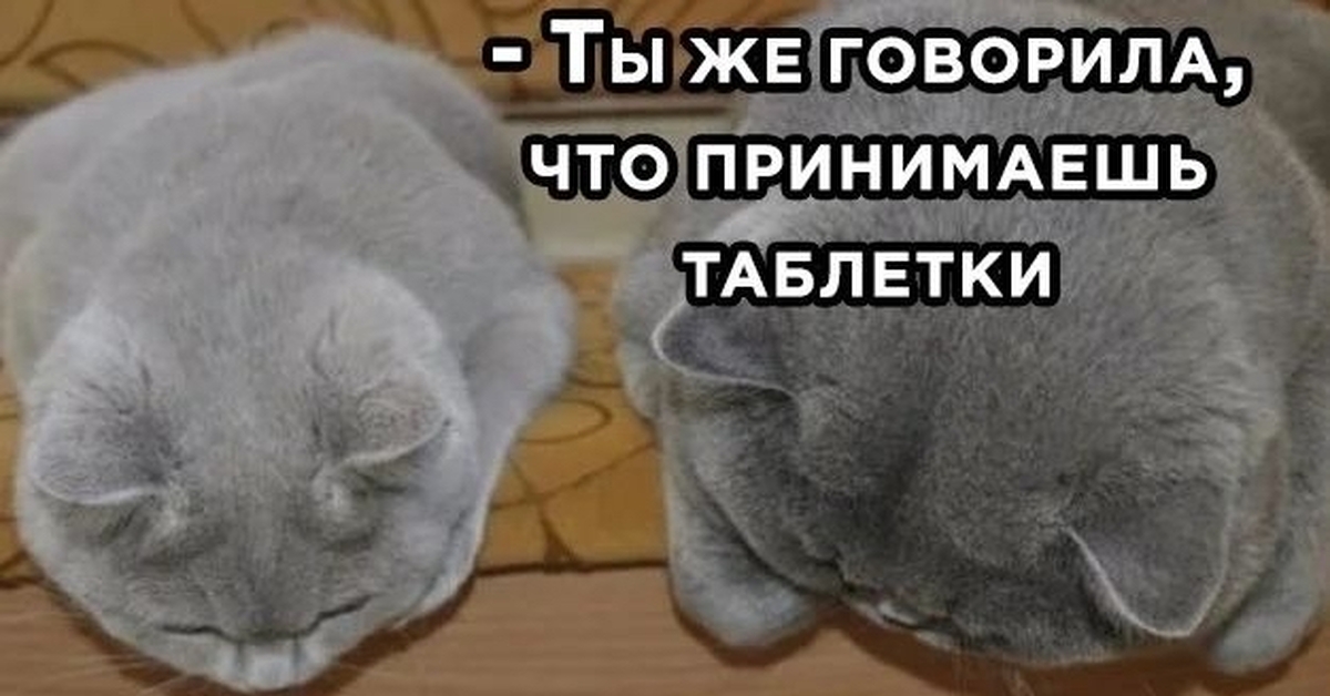 Скажи таблетку. Ты же говорила что принимаешь таблетки да от блох. Ты же говорила что пьешь таблетки. Картинка ты же говорила что пьешь таблетки ну да от блох. Ты же сказала что пьешь таблетки да от блох.