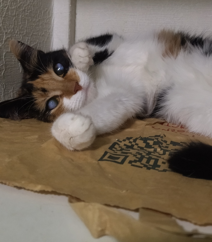    ,      -  &#x1F43E;      ,  .