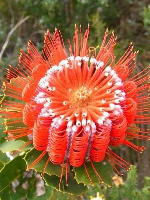  Banksia coccinea    -,  , 