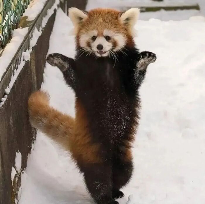 Танцуют все!