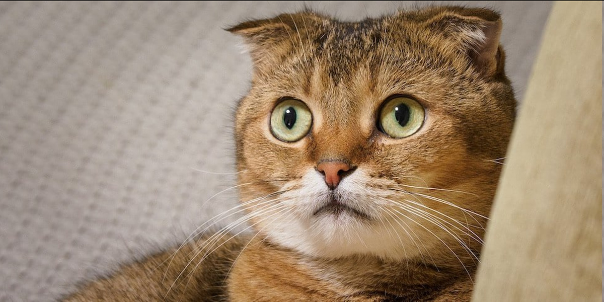 Ученые рассказали, сколько вашей домашней кошке «человеческих» лет | Пикабу