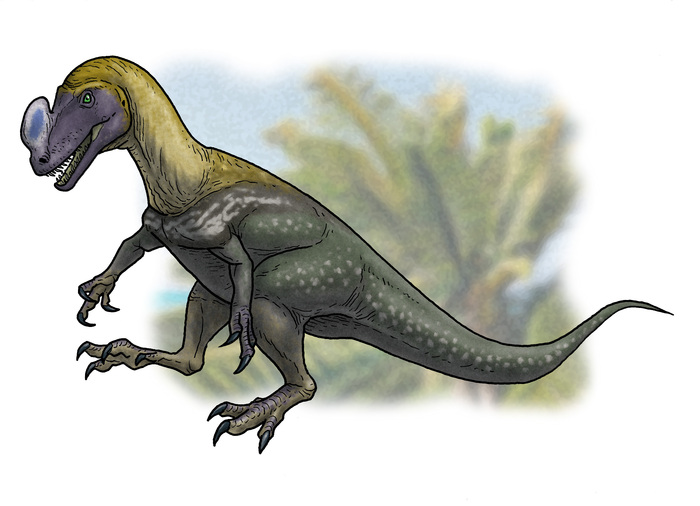 Kileskus aristotocus