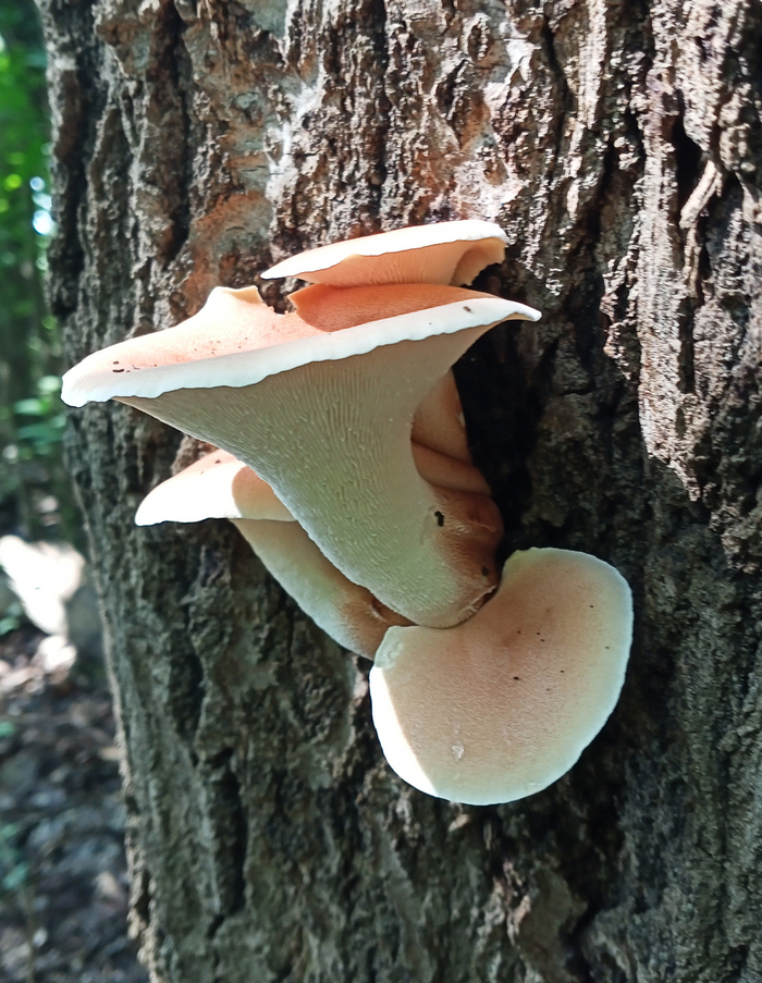 ����������� ������������.