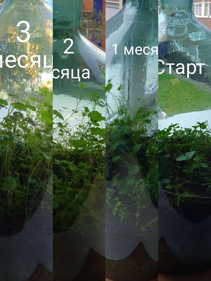 Эволюция вида сбоку